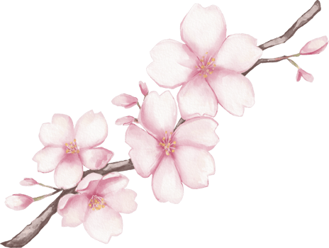 Cherry Blossom Flower Watercolor Isolated png