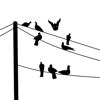 Black silhouette of a group of pigeons perched on a power pole cable on a white background. A group of black bird shadows. vector