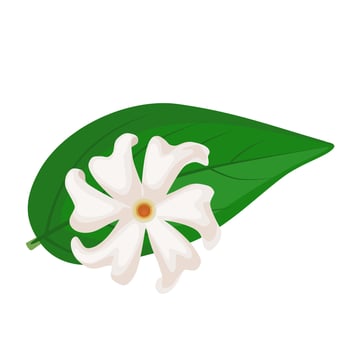 Vector illustration, Night Flowering Jasmine, also called Harshringar or Parijat, scientific name Nyctanthes arbor-tristis, isolated on white background,