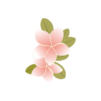 Plumeria flower in contour style isolated on white background. Exotic flower sketch for summer design. vector