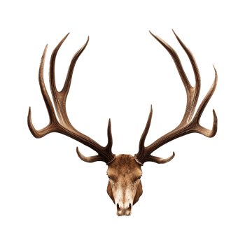 AI generated Antlers png isolated on transparent background