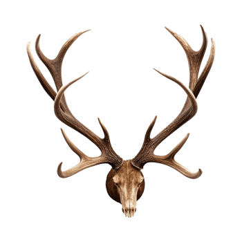 AI generated Antlers png isolated on transparent background