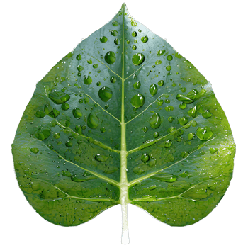 AI generated green leaf with water drops isolated on transparent background png