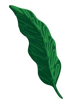 Aglaonema leaf clipart. Tropical floral doodle. Cartoon vector botany illustration. Contemporary style drawing isolated on white.