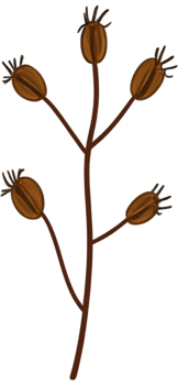minimalist leaves free png