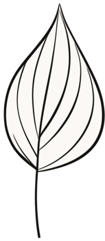 minimalist leaves free png
