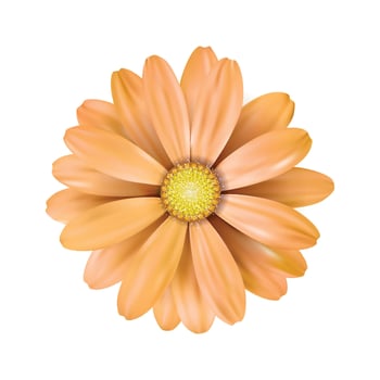 Vector a orange sunflower on white background