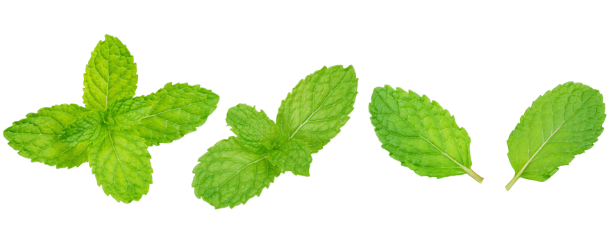 Organic fresh Green pepper mint leaf isolated on transparent background, fresh herbal leaf high definition, png file