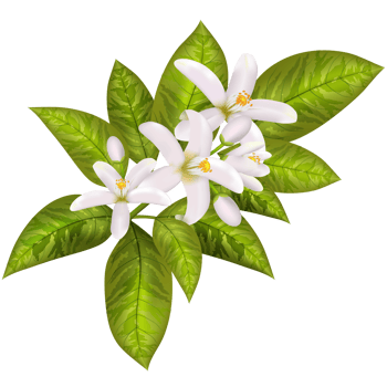 Orange spring flowers. png
