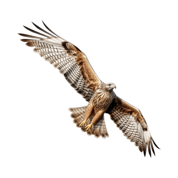 AI generated Flying Eagle on Transparent Background - Ai Generated png