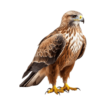 AI generated Flying Eagle on Transparent Background - Ai Generated png