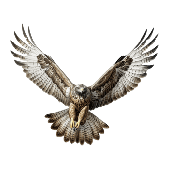 AI generated Flying Eagle on Transparent Background - Ai Generated png