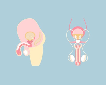 male reproductive system and sperm, internal organs anatomy body part nervous system, vector illustration cartoon flat character design clip art