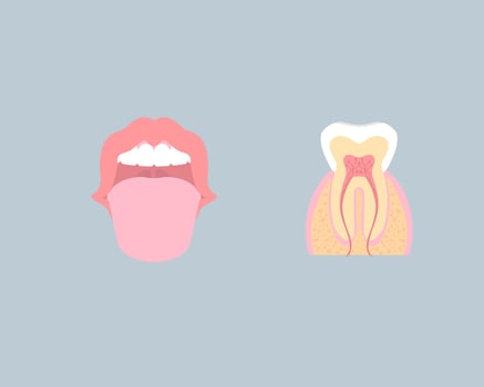dental teeth care, internal organs, tooth anatomy, nervous system, periodontal, vector illustration cartoon flat design clip art