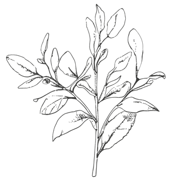 Sketch flowers and logo. png