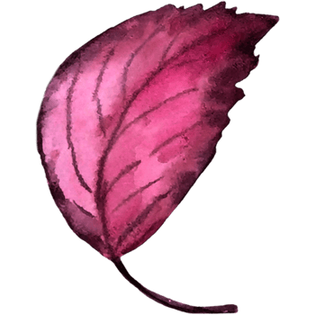 Autumn forest  leaf. png