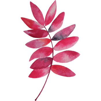 Autumn forest leaves. png
