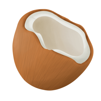 Coconut Tropical Fuit Illustration png