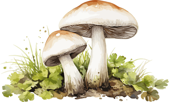 AI generated Mushroom clipart design illustration png