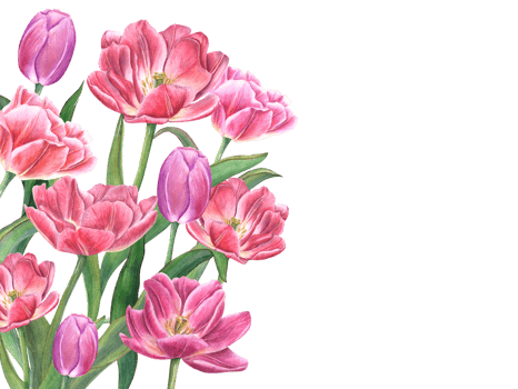 Lush bouquet with blooming tulips. Flowers with green leaves, stems. Spring romance composition with copy space for text. Watercolor illustration. For Save the date, Valentines day cards png