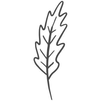 Sketche collection of woodland line png
