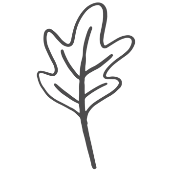 Sketche collection of woodland line png