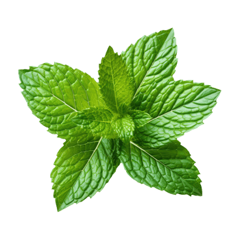 AI generated Fresh mint leaf on transparent background PNG