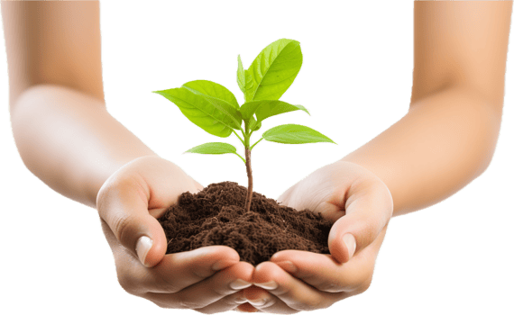 AI generated hands holding young plant sprout png