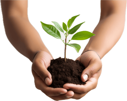 AI generated hands holding young plant sprout png