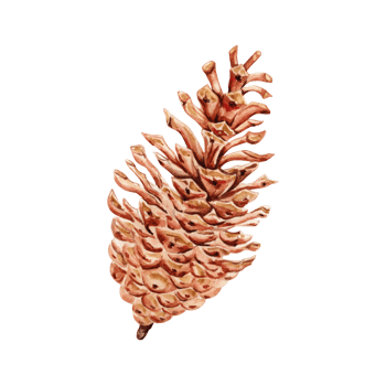 Pine cone. Design element. Christmas tree decoration. Side view. Hand drawn watercolor illustration isolated on transparent background. Winter forest collection for holiday cards, botanical designs png