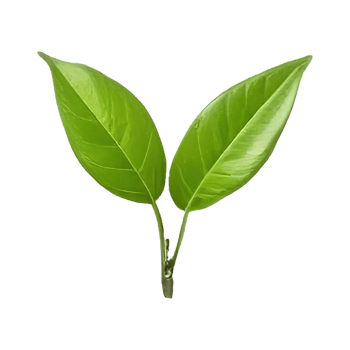AI generated Fresh green tea leaf on transparent background png