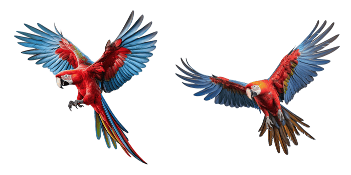 AI generated Scarlet macaw parrot flying isolated on transparent background png
