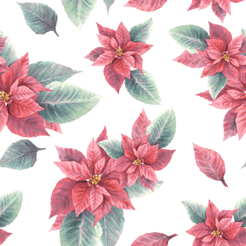 Watercolor painted illustration of red poinsettia, pulcherrima flowers, leaves seamless pattern. Traditional plant for Christmas or New Year decor, gift wrapping, cover art. png