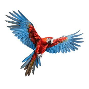 AI generated Scarlet macaw parrot flying on transparent background png