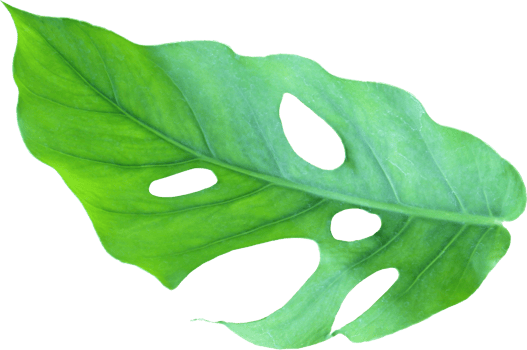 tropical jungle monstera leaves , Swiss Cheese leaf tree isolated on transparent background png file