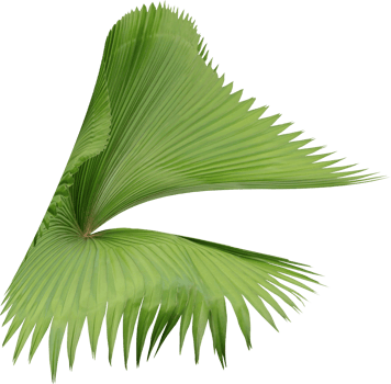 tropical nature green palm frond leaf on transparent background png file