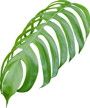 tropical jungle monstera leaves , Swiss Cheese leaf tree isolated on transparent background png file