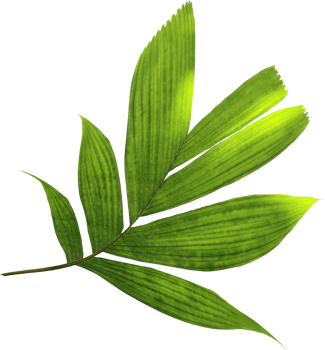green palm leaf on transparent background png file