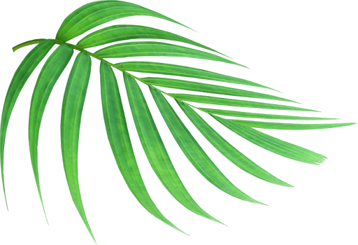 tropical nature green palm leaf on transparent background png file