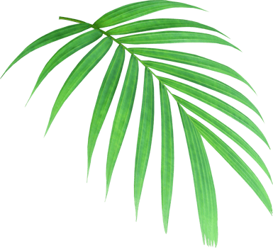 green palm leaf on transparent background png file