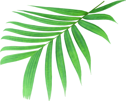 green palm leaf on transparent background png file