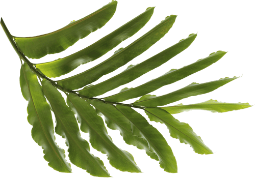 tropical nature green palm leaf on transparent background png file