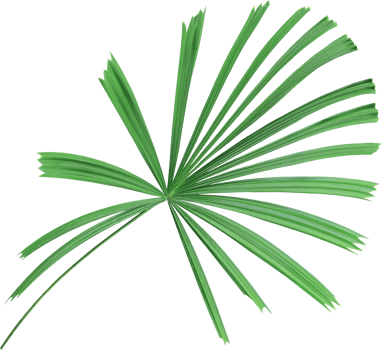 tropical nature green palm leaf on transparent background png file ,chinese windmill