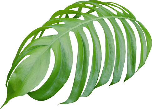tropical jungle monstera leaves , Swiss Cheese leaf tree isolated on transparent background png file