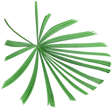tropical nature green palm leaf on transparent background png file ,chinese windmill