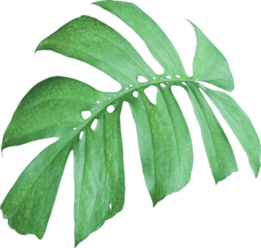 tropical jungle monstera leaves , Swiss Cheese leaf tree isolated on transparent background png file