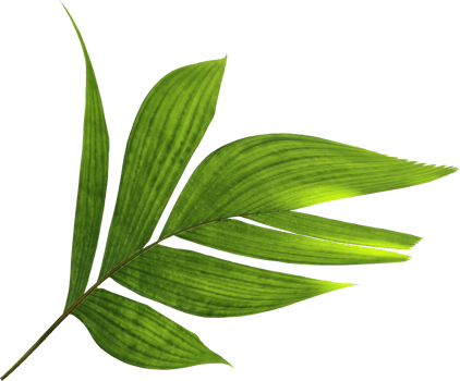 tropical nature green palm leaf on transparent background png file