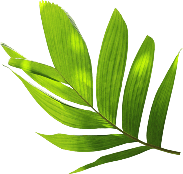 green palm leaf on transparent background png file
