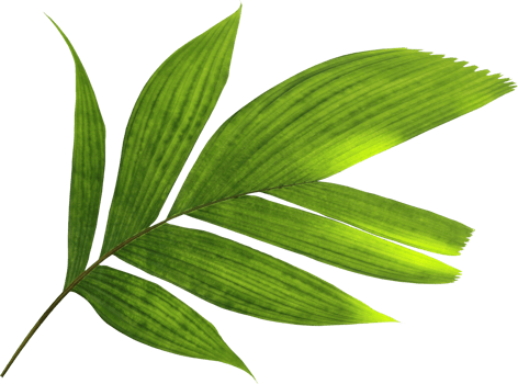 tropical nature green palm leaf on transparent background png file