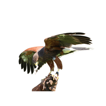 Falconer's hand with open-winged falcon png
